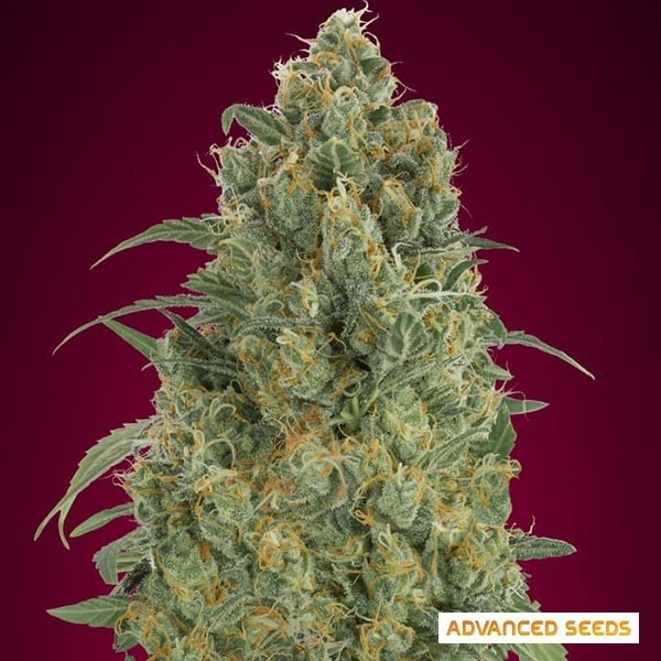 Visualizzazione Auto Strawberry Gum di Advanced Seeds
