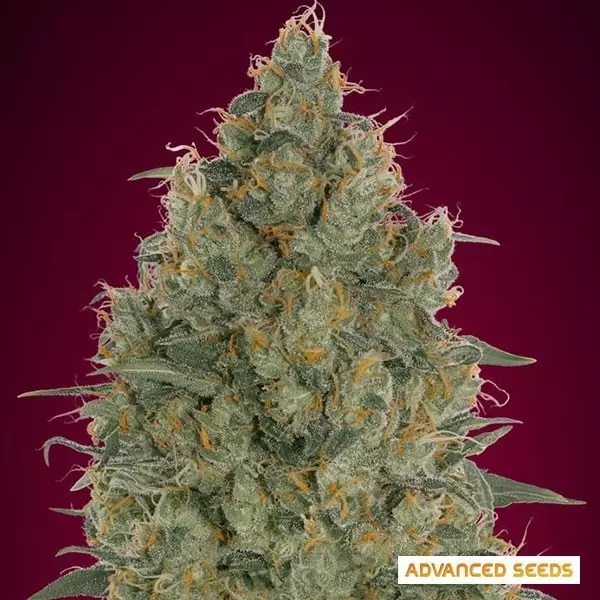 Visualizzazione Strawberry Gum Femminizzata di Advanced Seeds