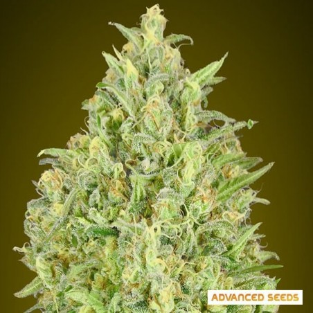 Auto Pineapple Glue di Advanced Seeds