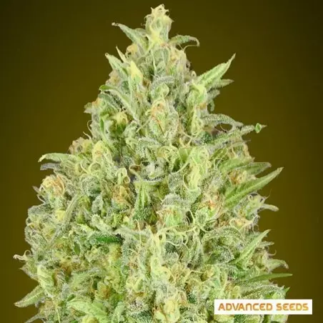 Auto Pineapple Glue di Advanced Seeds