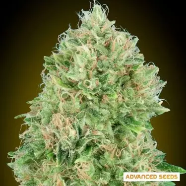 Pineapple Glue femminizzata di Advanced Seeds