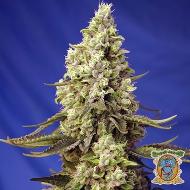 Visualizzazione Runtz XL Auto Sweet Seeds Autofiorente