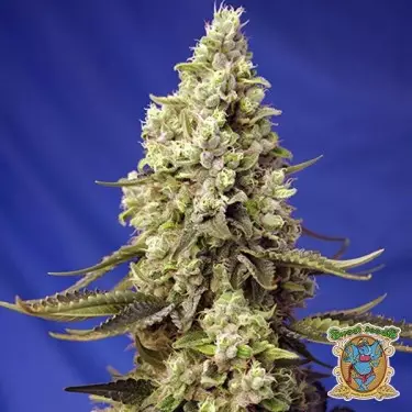 Runtz XL Auto Sweet Seeds Autofiorente