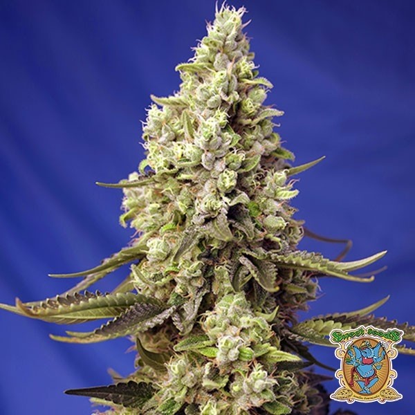 Visualizzazione Runtz XL Auto Sweet Seeds Autofiorente