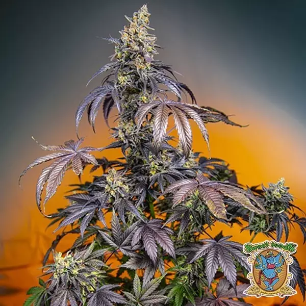 Visualizzazione Red Gorilla Girl XL Auto di Sweet Seeds