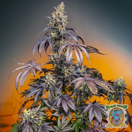 Red Gorilla Girl XL Auto di Sweet Seeds