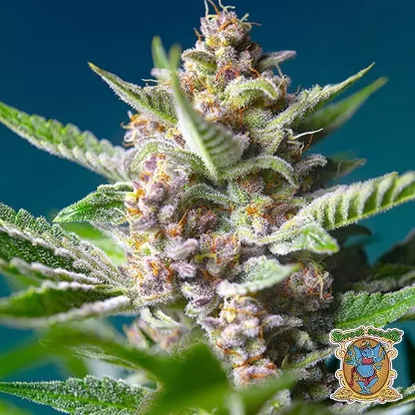 Visualizzazione Purple Punch OG di Sweet Seeds femminizzata