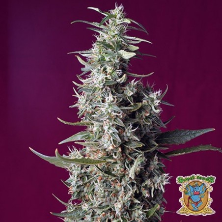 Sweet Cherry Pie di Sweet Seeds Femminizzata