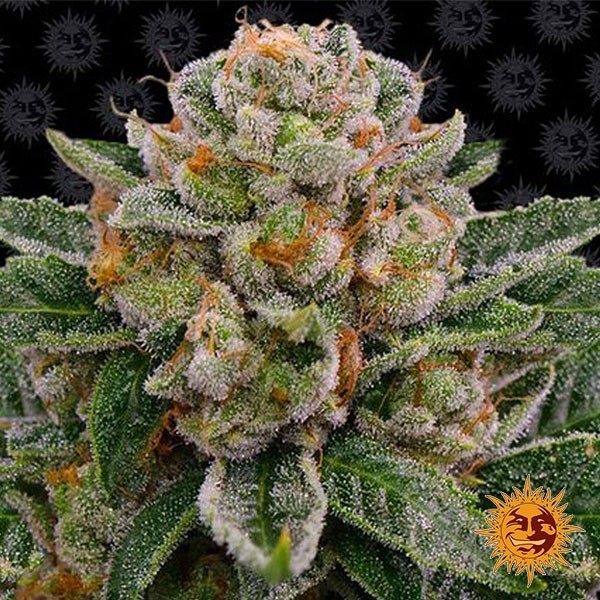 Visualizzazione Skywalker OG Auto