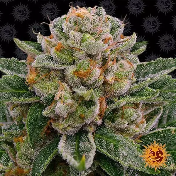 Visualizzazione Skywalker OG Auto