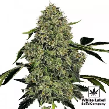 OG Kush Automatic White Label Autofloreciente