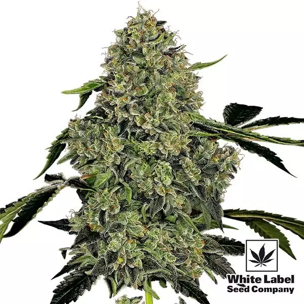 OG Kush Automatic OG Kush Automatica
