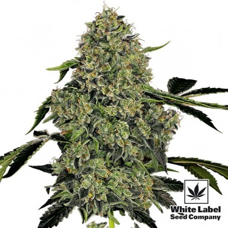 OG Kush Automatica