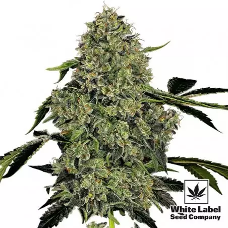 OG Kush Automatica