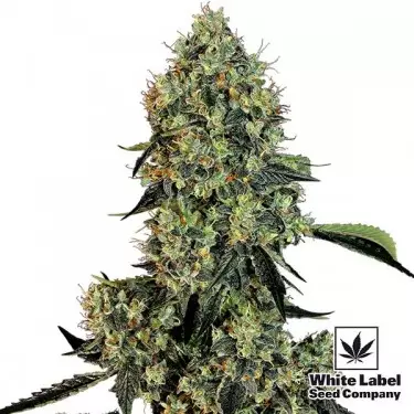 OG Kush White Label Semilla feminizada