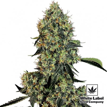OG Kush