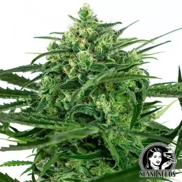 Sensi Amnesia Feminizadas Sensi Seeds