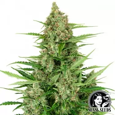 Banana Kush Cake Autofloreciente Sensi Seeds