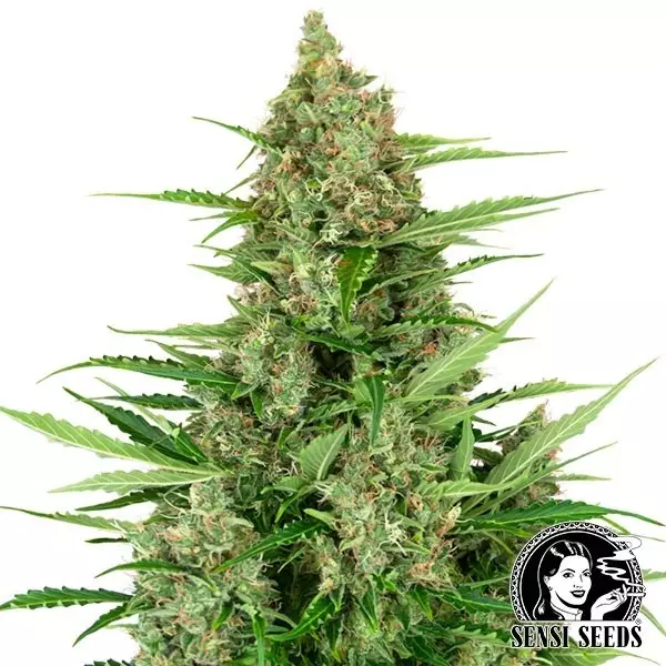 Visualizzazione Banana Kush Cake Autofloreciente Sensi Seeds