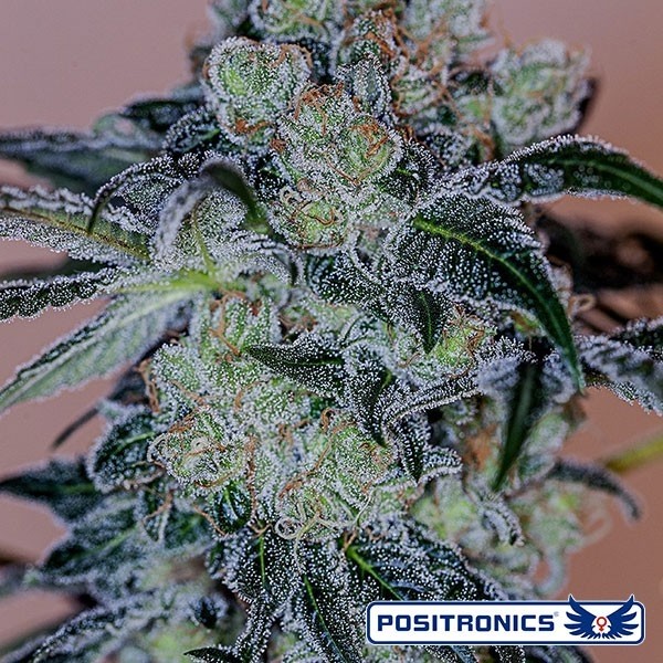 Visualizzazione Acquista Crazy Lazy di Positronics Seeds - Grow Barato