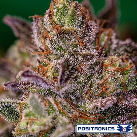 Comprare Purple Cherry di Positronics