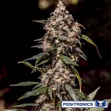 Comprare CBD + 1:20 della banca Positronics