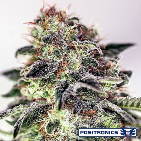 Pianta di marijuana Sticky Dream