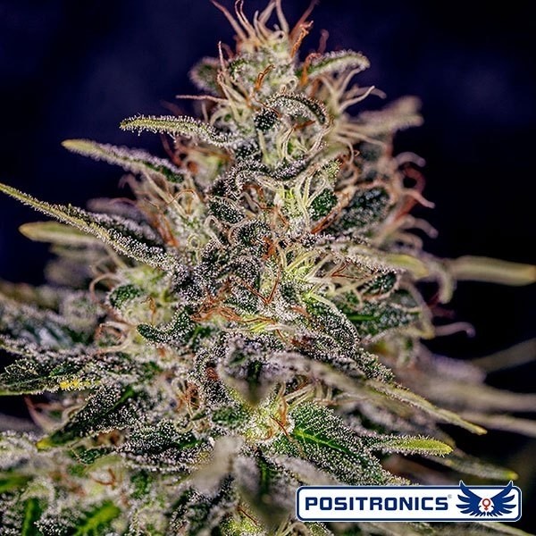 Visualizzazione Lemon Trip planta de marihuana