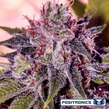 Gordo Master Kush planta de marihuana