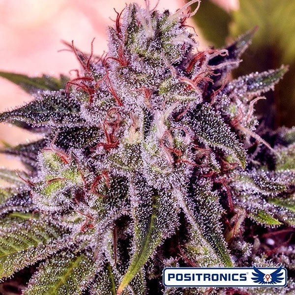 Visualizzazione Gordo Master Kush