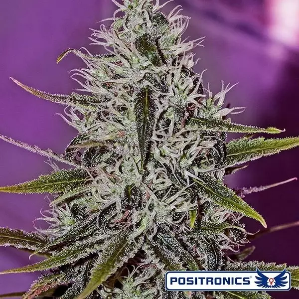 Visualizzazione One Love Haze planta de marihuana