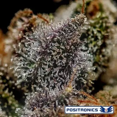 Chizpa di Positronics edizione speciale.