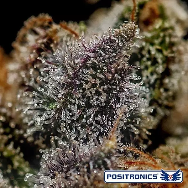 Visualizzazione Chizpa di Positronics edizione speciale.