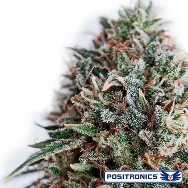CBD + Critical 47 Positronics femminilizzata.