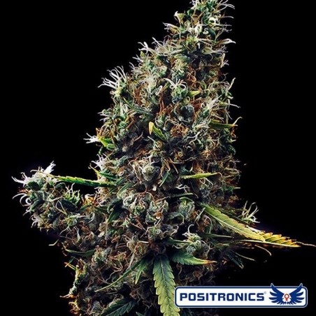 Pianta di marijuana Cum Laude