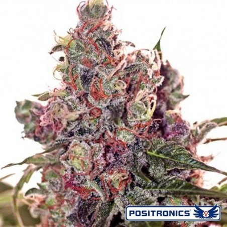Grapefruit di Positronics femminilizzata.