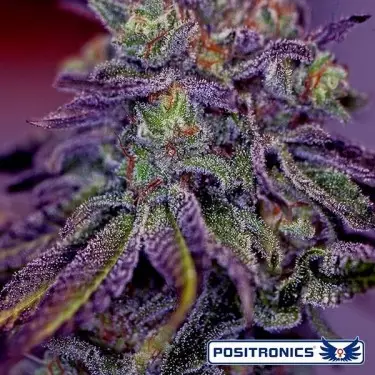 Blue Rhino di Positronics femminilizzata.