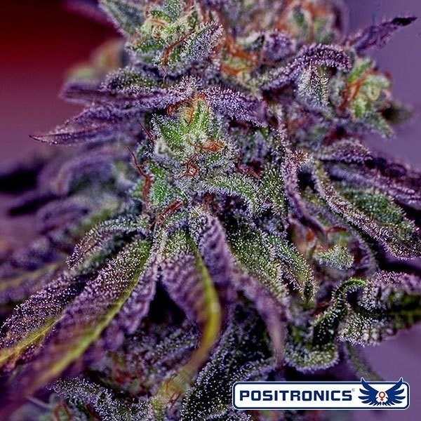 Blue Rhino di Positronics femminilizzata.