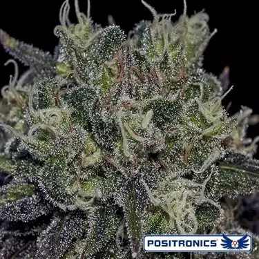 Black Widow di Positronics femminilizzata.