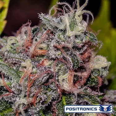 Caramelice di Positronics femminilizzata.