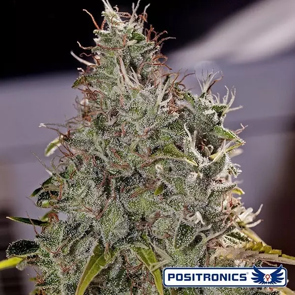 Visualizzazione Amnesia Mistery planta de marihuana