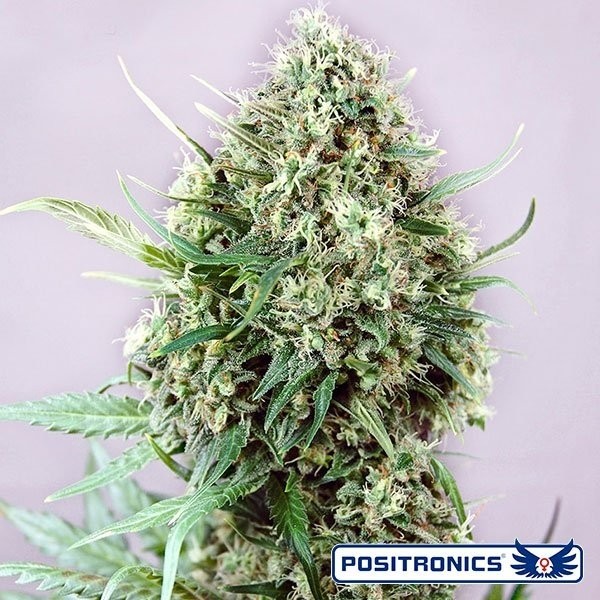 Visualizzazione Jack Diesel planta de marihuana