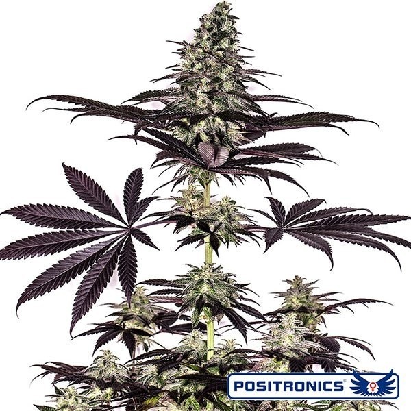 Visualizzazione CBD + Caramelice Express di Positronics.