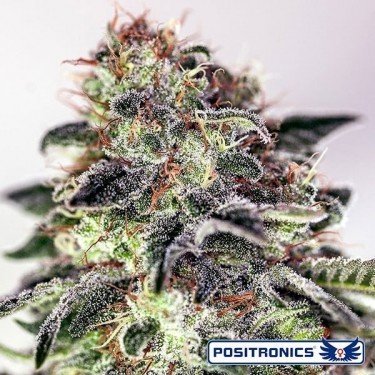 Sticky Dream Express Auto del banco Positronics - GB The Green Brand