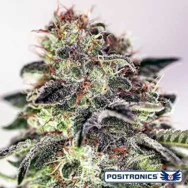 Sticky Dream Express Auto del banco Positronics - GB The Green Brand