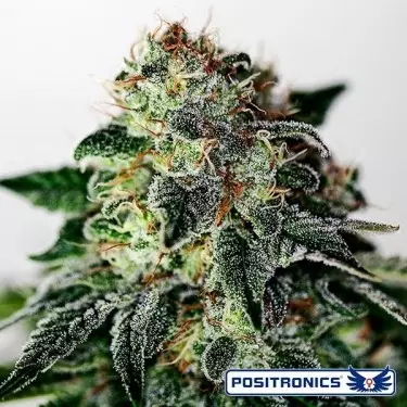 Mystic Cookie Express Auto del banco Positronics - GB The Green Brand