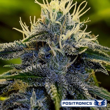 Afghan Express di Positronics Auto - GB The Green Brand