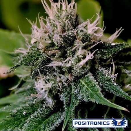 Critical Express Auto di Positronics - GB The Green Brand