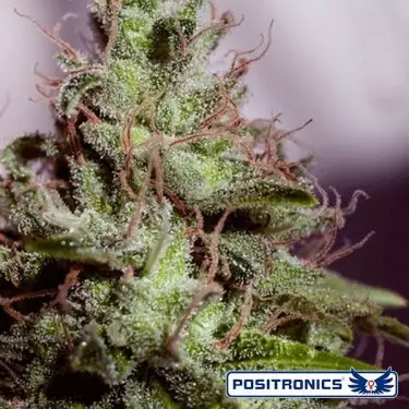 Super Cheese Express di Positronics auto