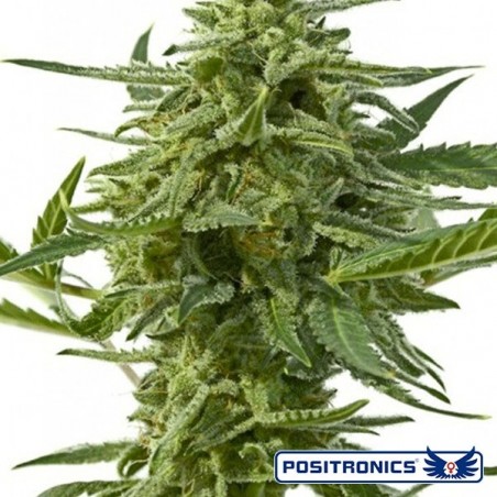 Northern Haze Express Auto di Positronics - GB The Green Brand